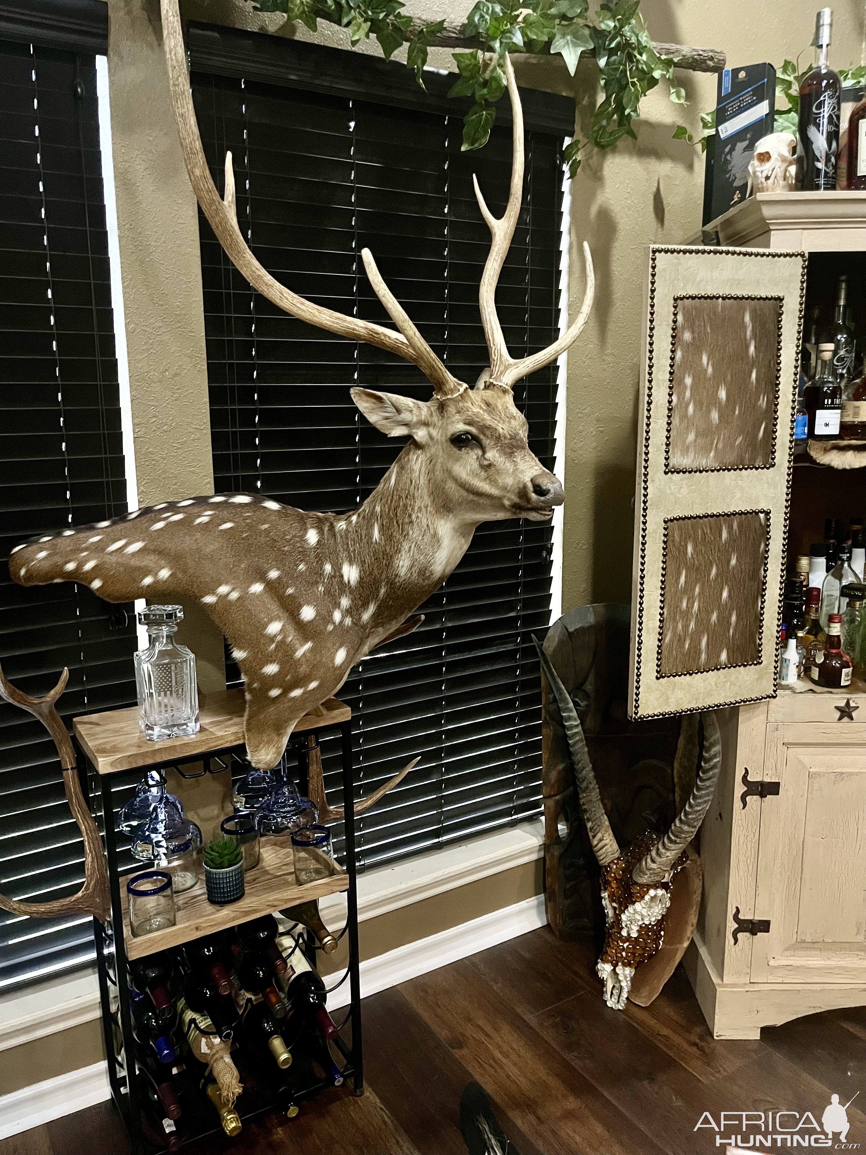 Axis Deer Shoulder Pedestal Mount Taxidermy