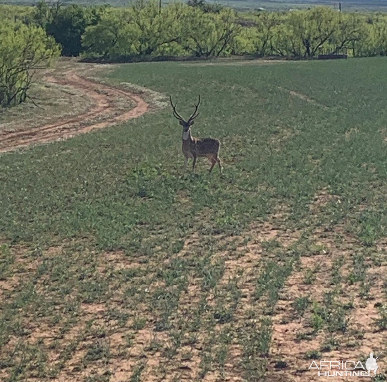 Axis Deer Texas USA