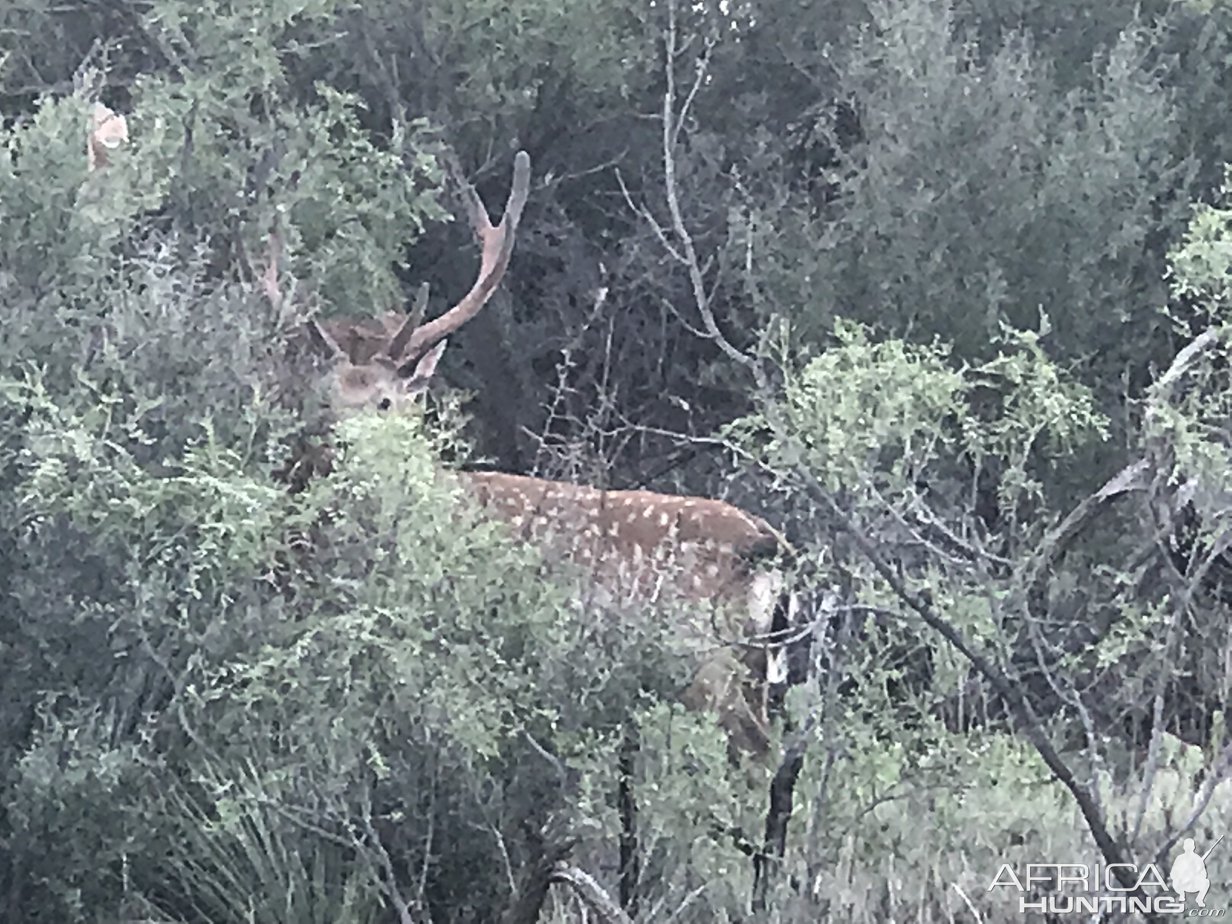 Axis Deer Texas USA