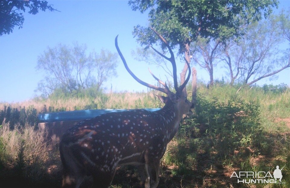 Axis Deer Texas USA