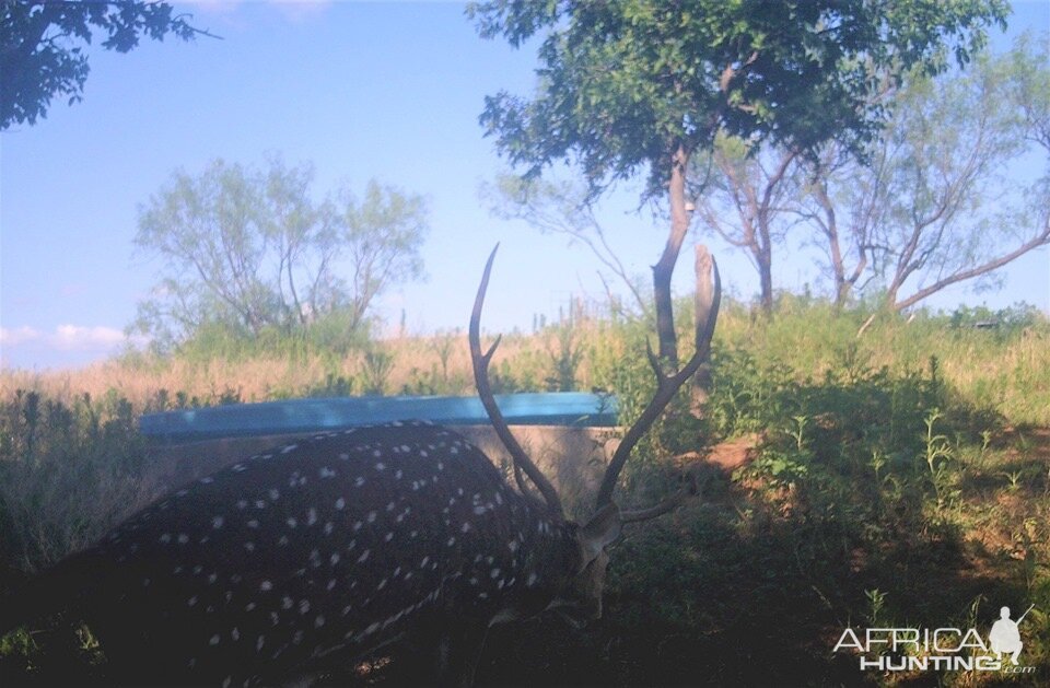 Axis Deer Texas USA