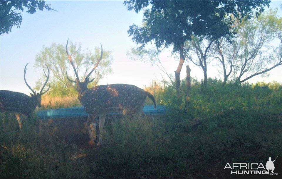 Axis Deer Texas USA