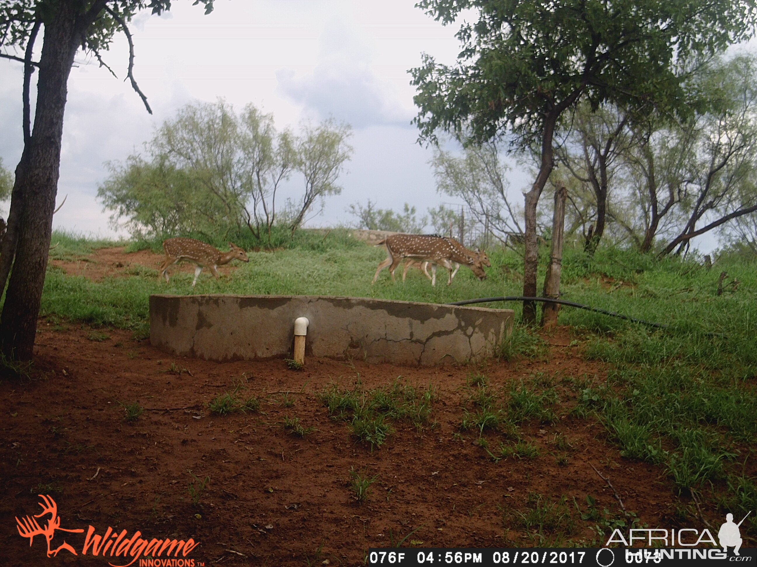 Axis Deer Trail Cam Pictures Texas