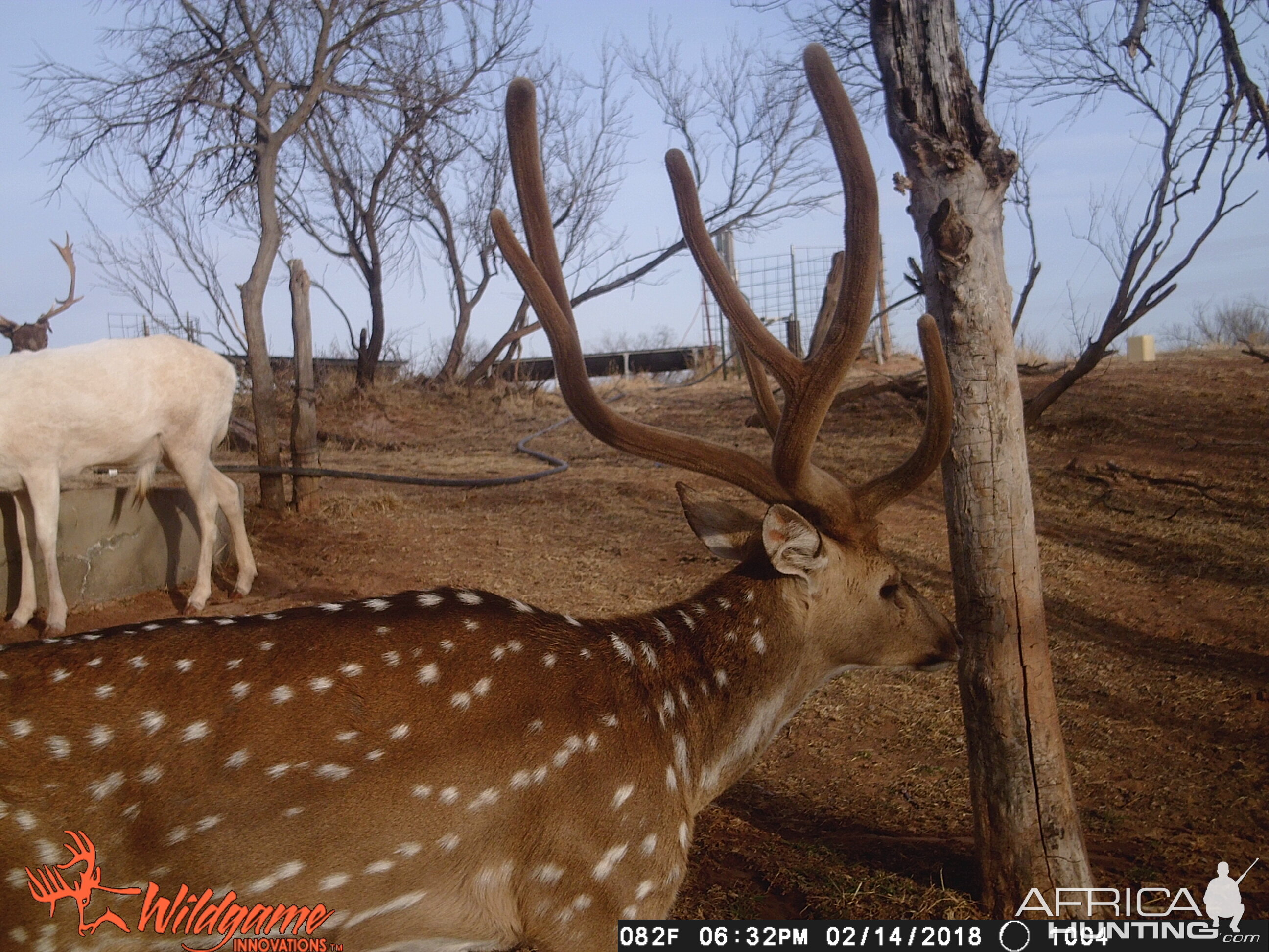 Axis Deer Trail Cam Pictures Texas