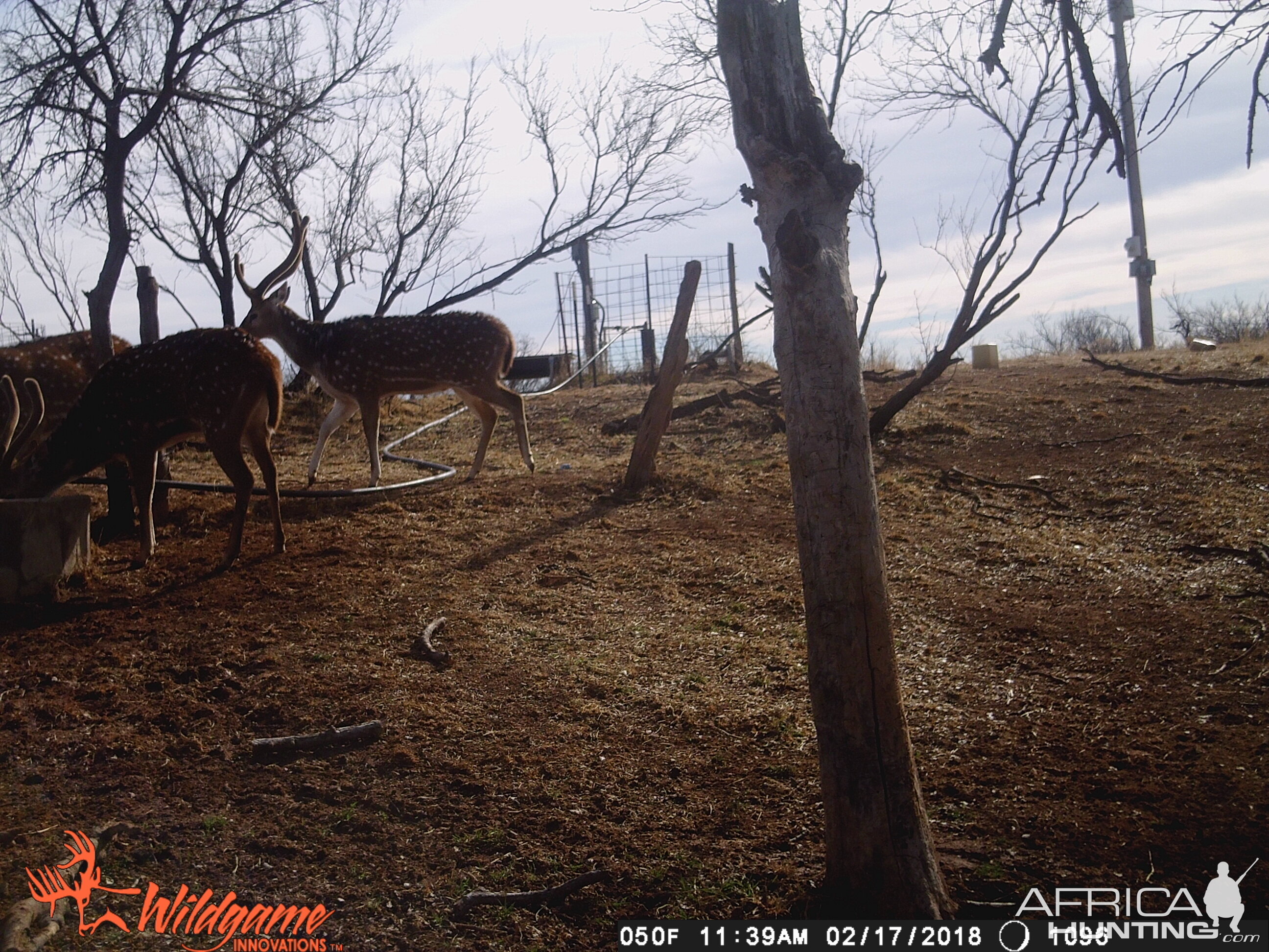 Axis Deer Trail Cam Pictures Texas