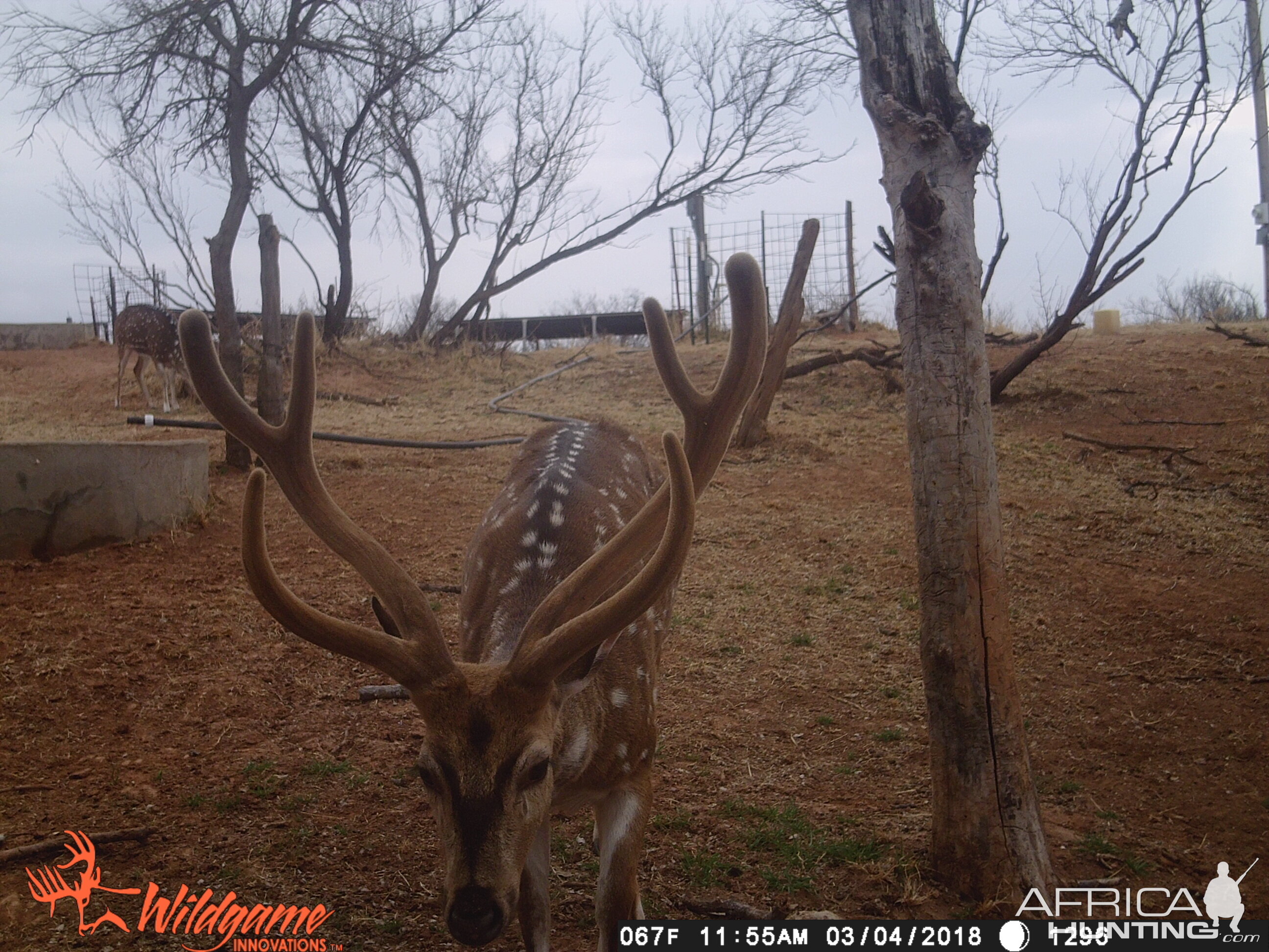 Axis Deer Trail Cam Pictures Texas