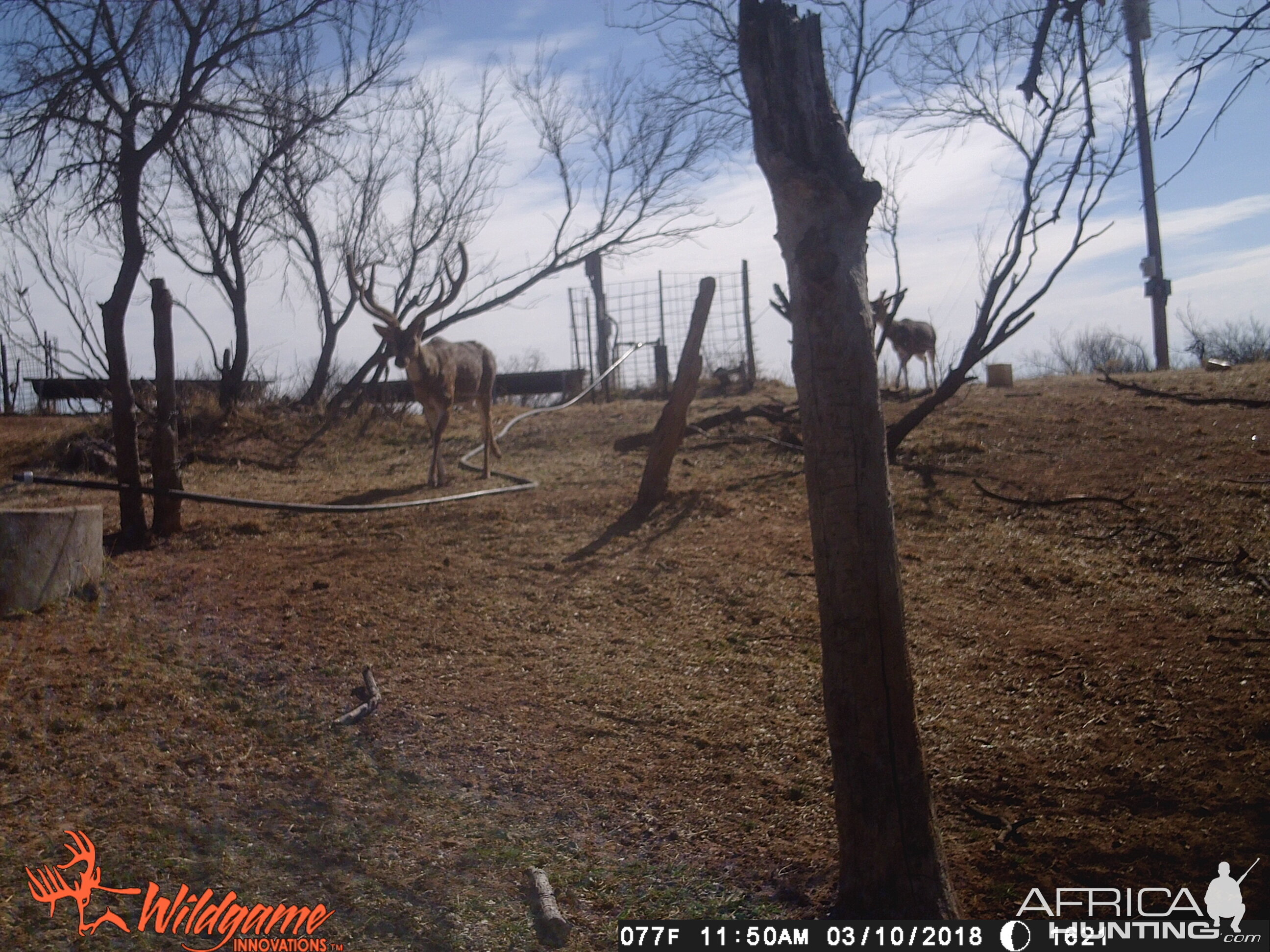 Axis Deer Trail Cam Pictures Texas