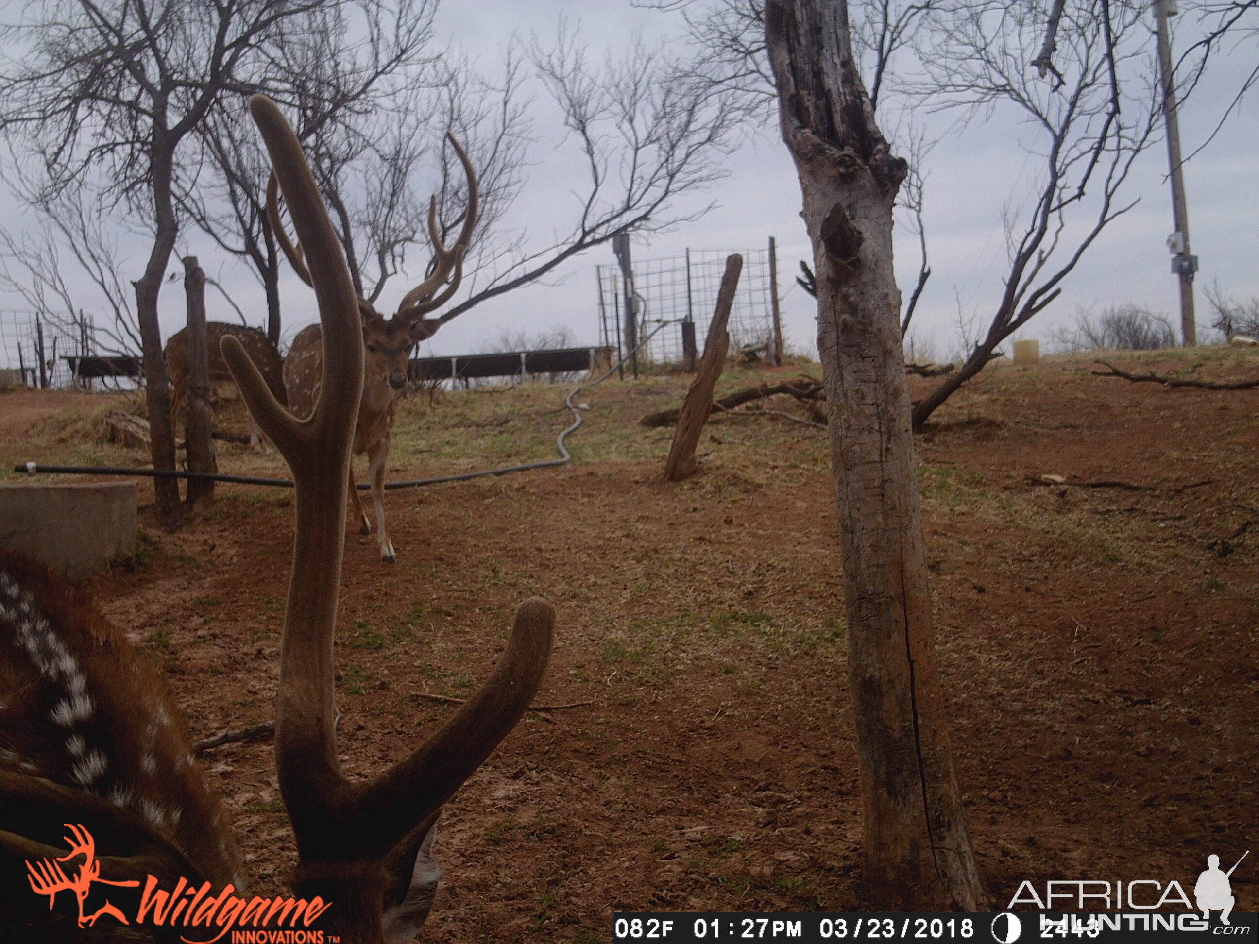 Axis Deer Trail Cam Pictures Texas