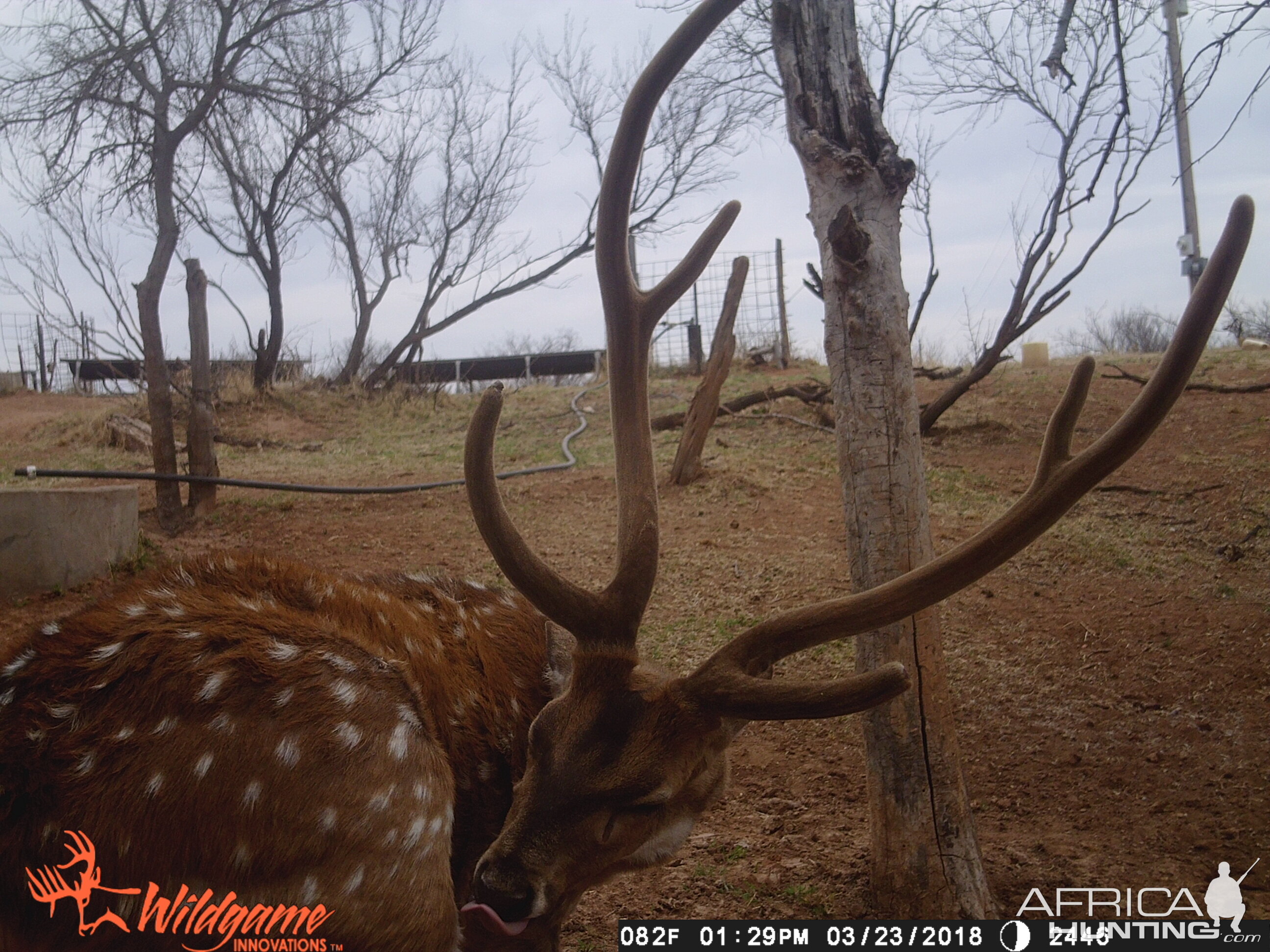 Axis Deer Trail Cam Pictures Texas