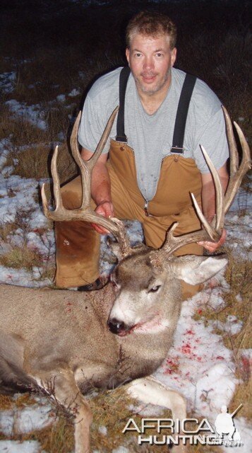 B&C Mule Deer