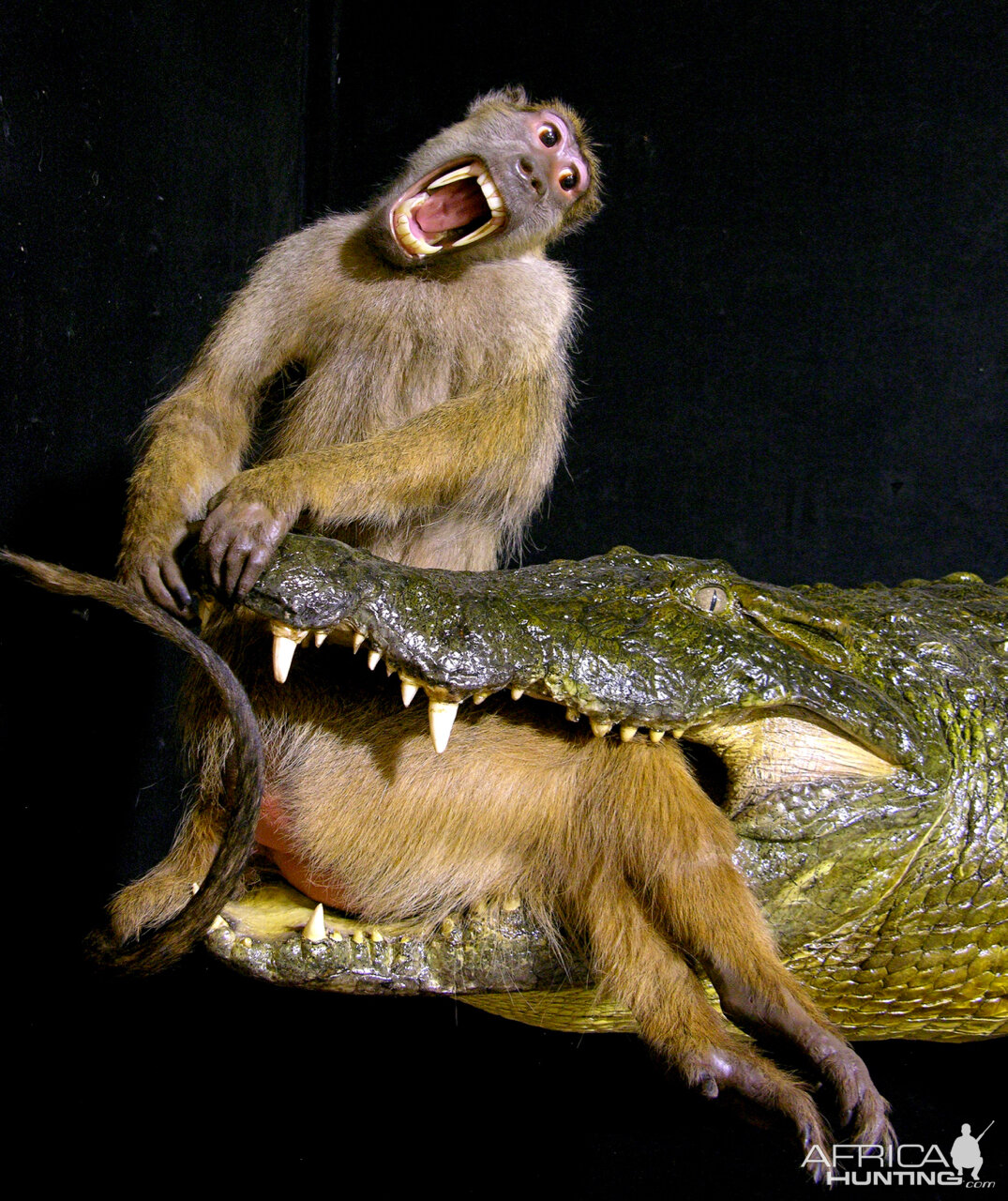 Baboon & 13.4 Foot Crocodile Full Mount Taxidermy