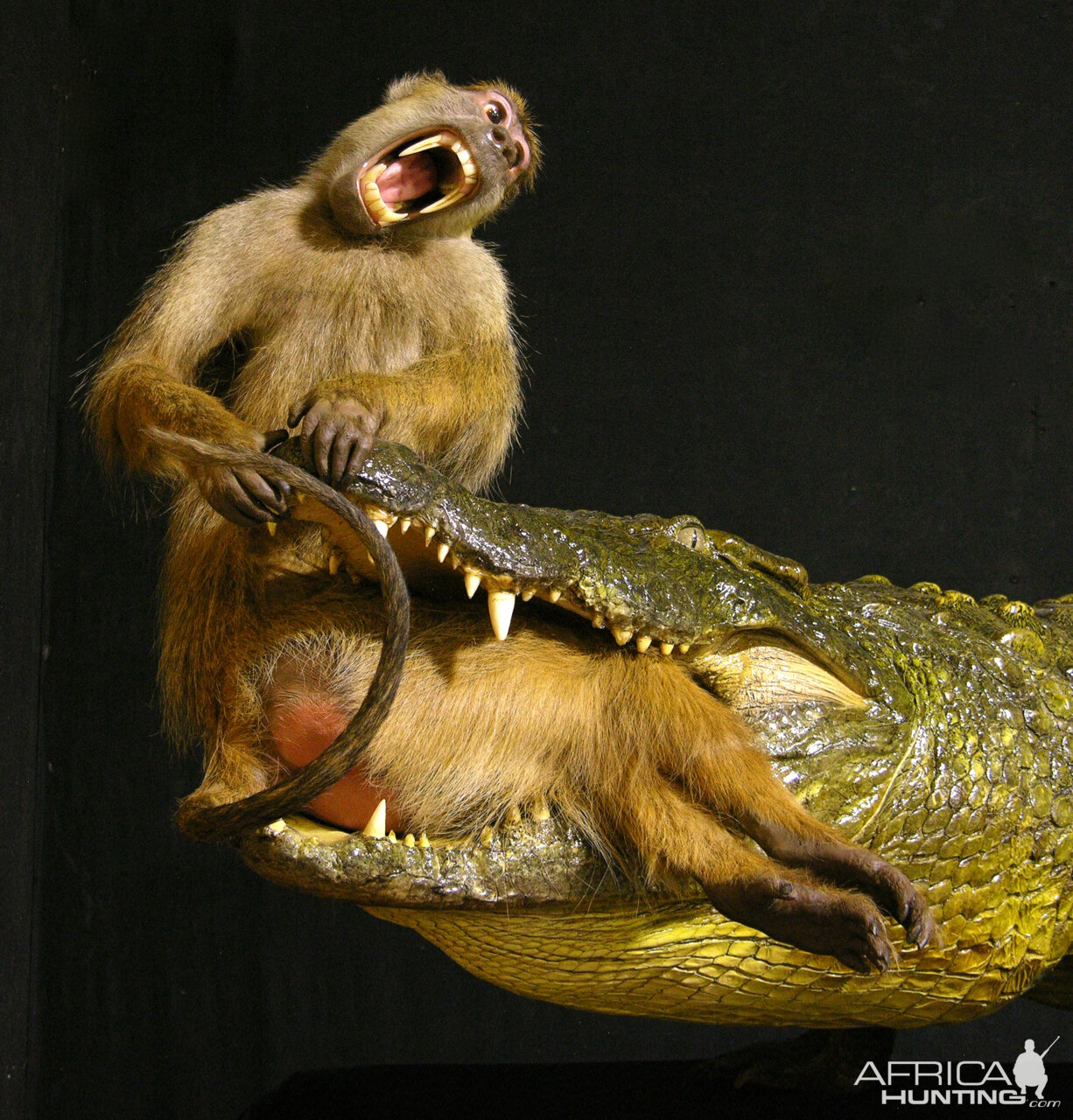 Baboon & 13.4 Foot Crocodile Full Mount Taxidermy