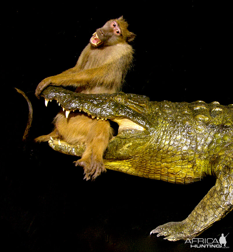 Baboon & 13.4 Foot Crocodile Full Mount Taxidermy