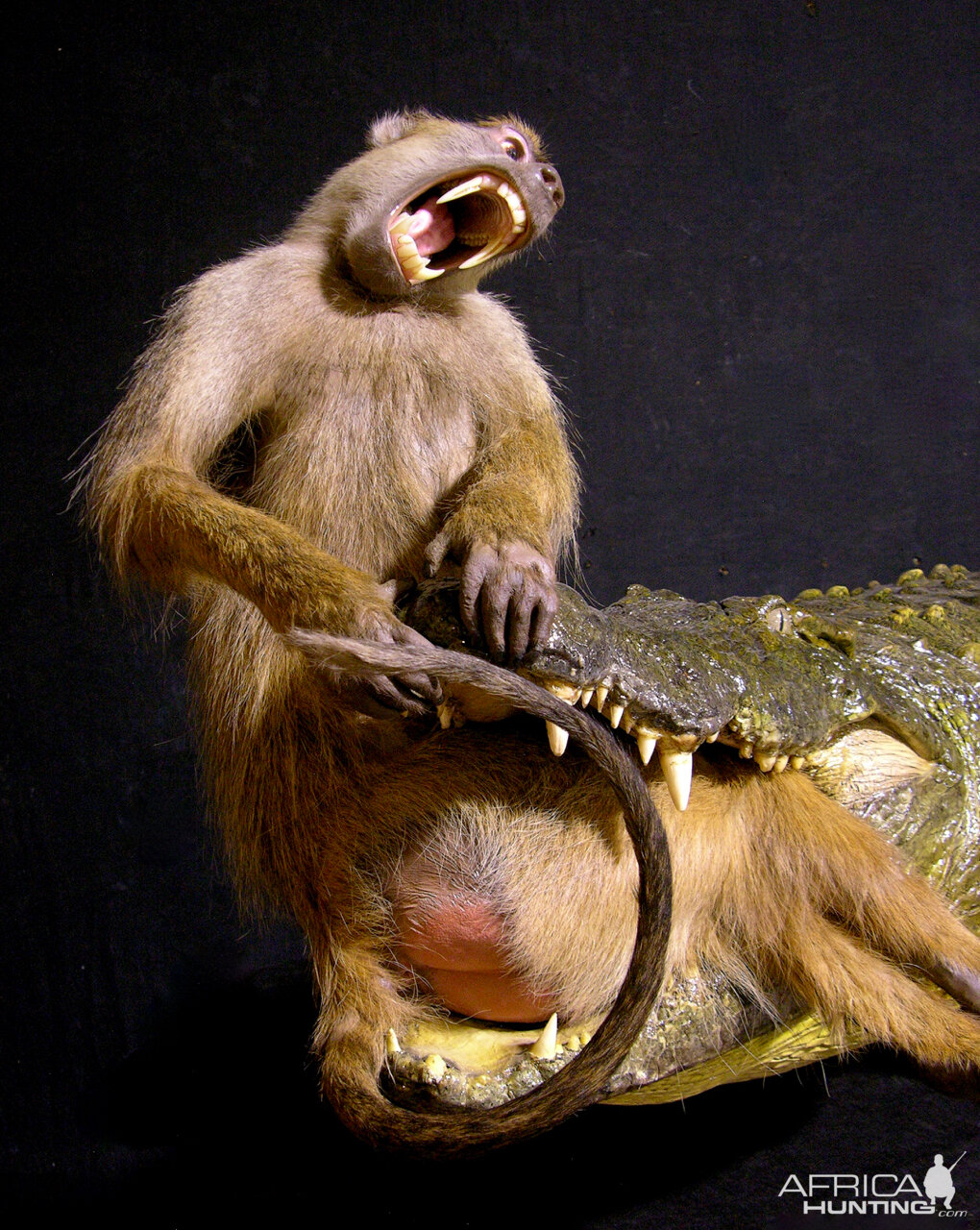 Baboon & 13.4 Foot Crocodile Full Mount Taxidermy