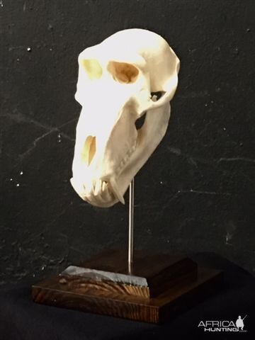 Baboon European Skull Mount Taxidermy