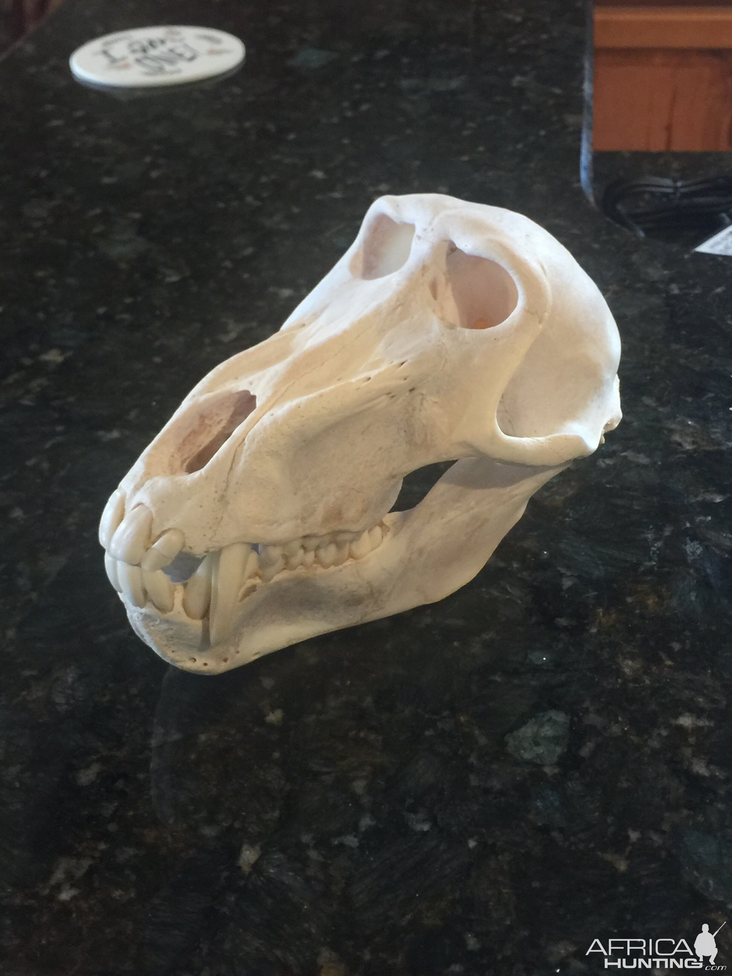 Baboon European Skull Mount Taxidermy