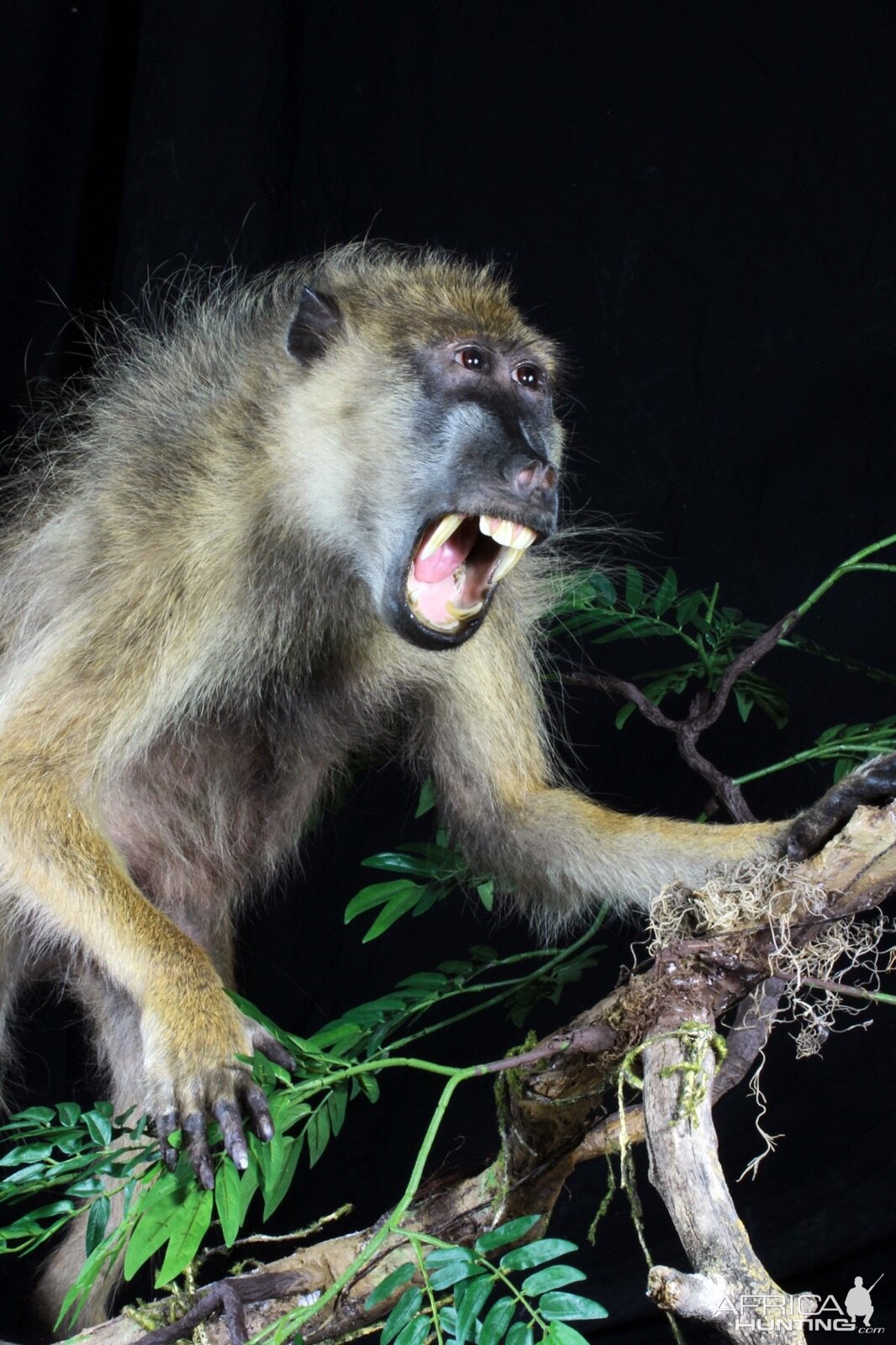 Baboon Full Mount Taxidermy Close Up