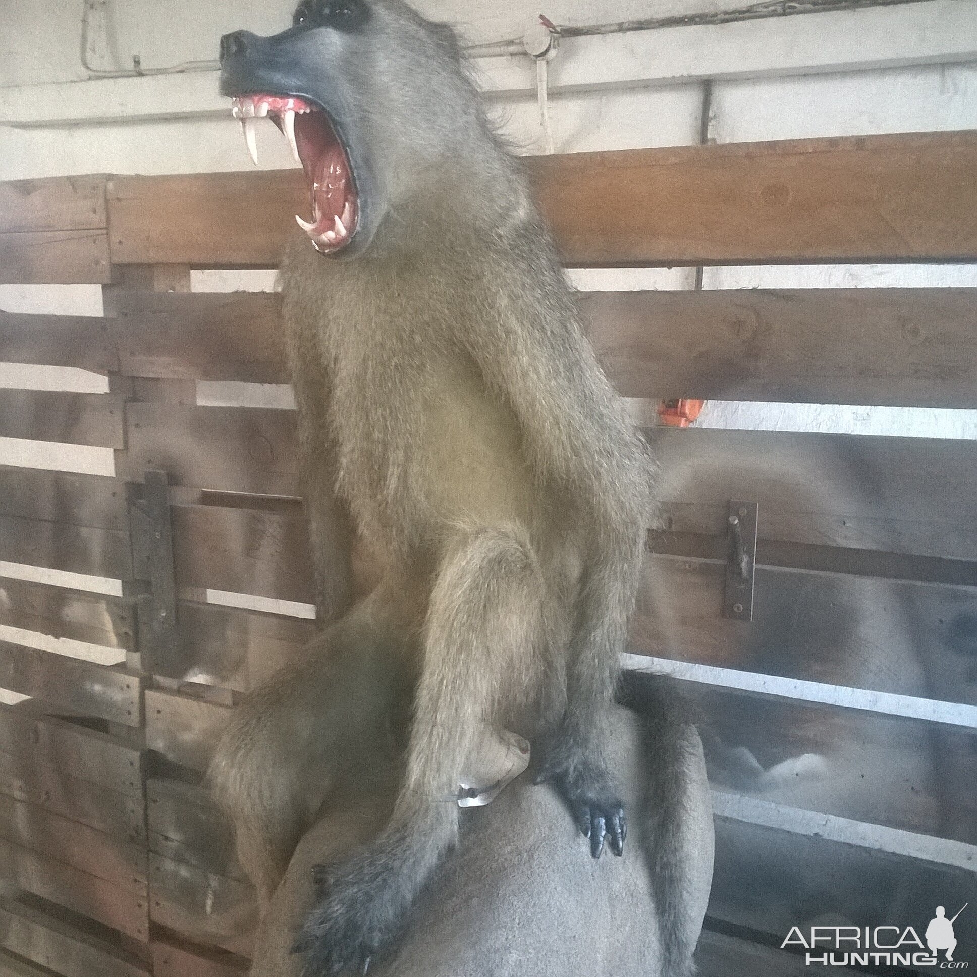 Baboon Full Mount Taxidermy