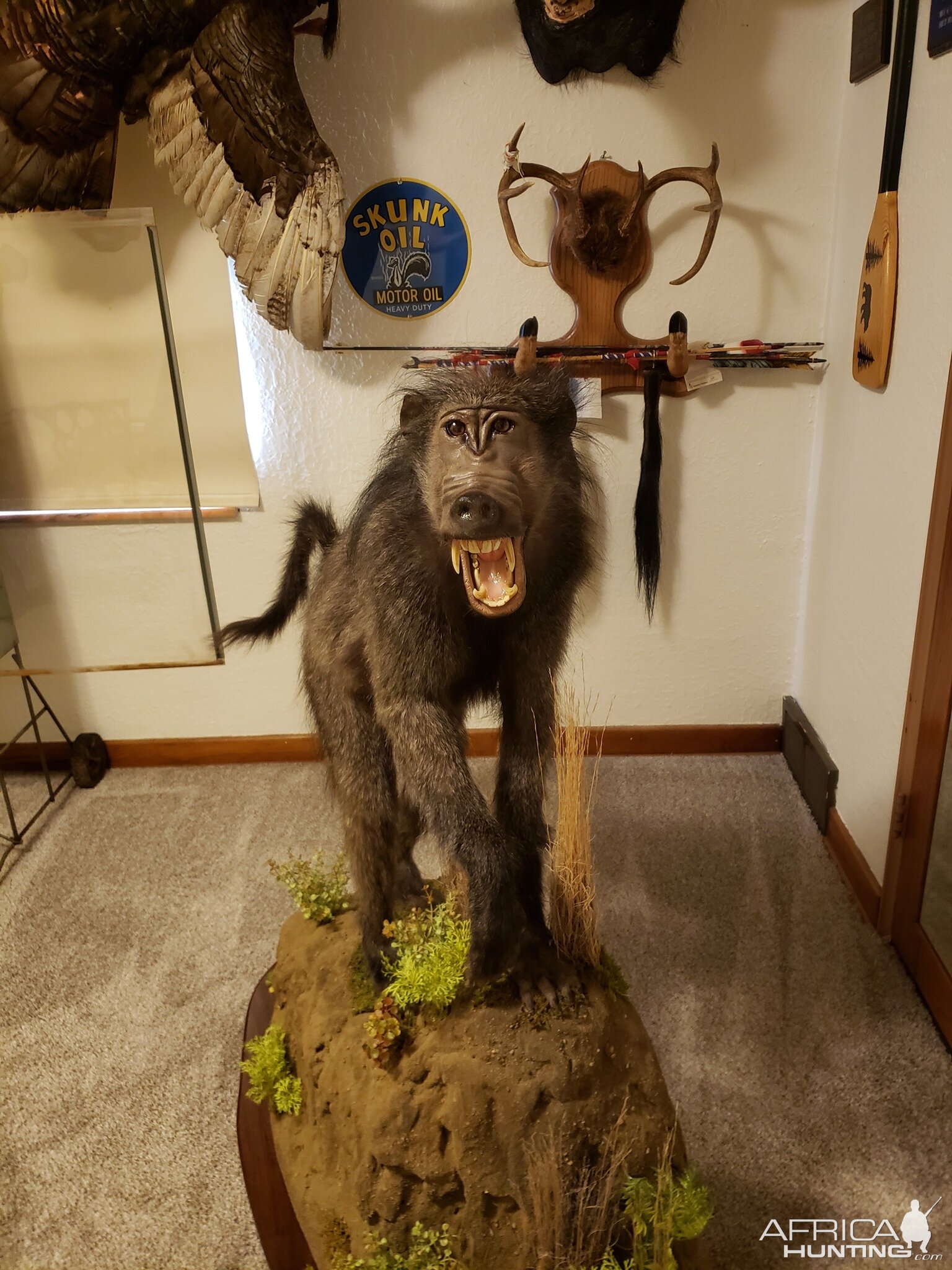 Baboon Full Mount Taxidermy