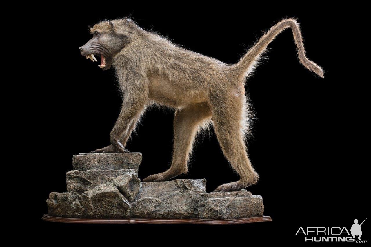 Baboon Full Mount Taxidermy