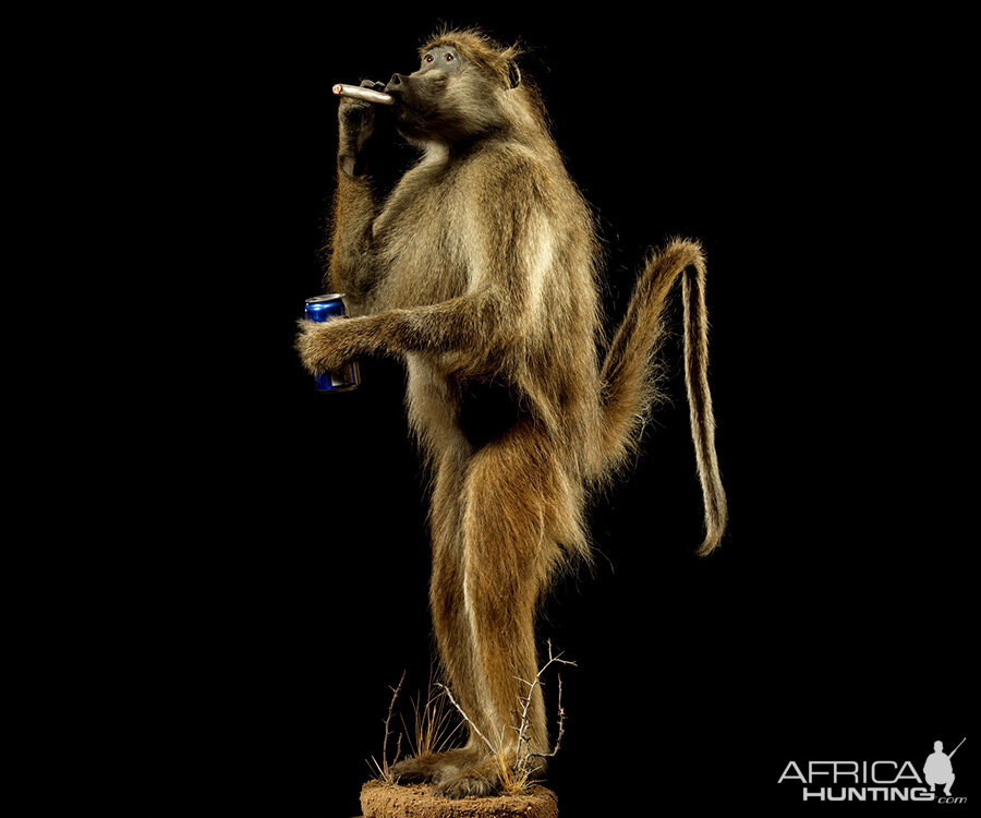 Baboon Full Mount Taxidermy