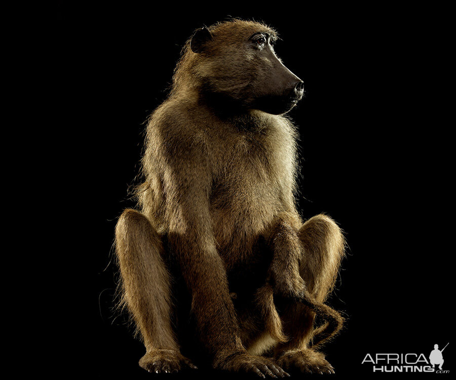 Baboon Full Mount Taxidermy