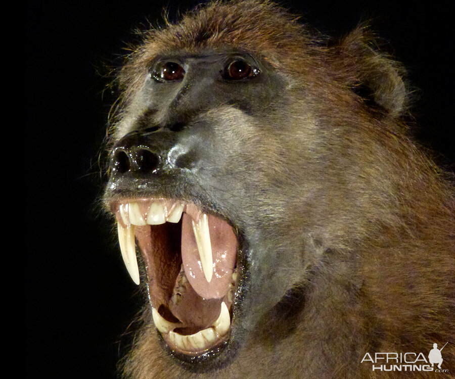 Baboon Full Mount Taxidermy