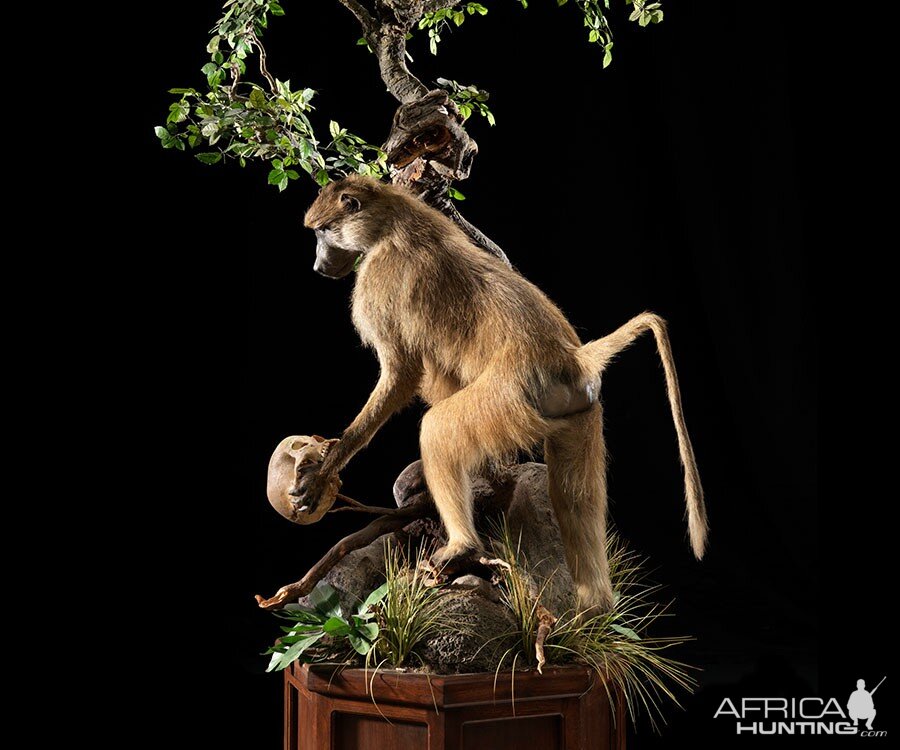 Baboon Full Mount Taxidermy