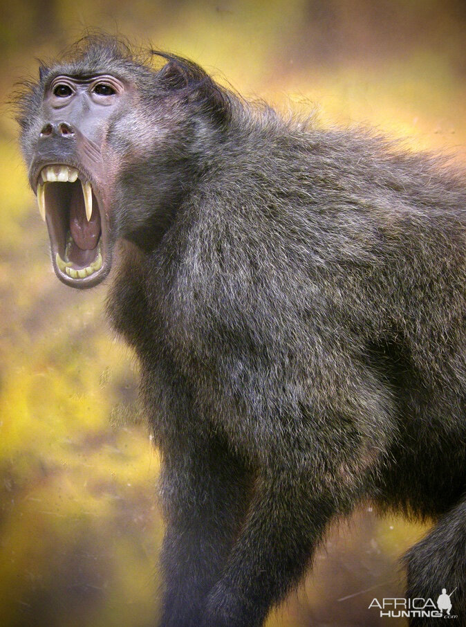 Baboon Full Mount Taxidermy