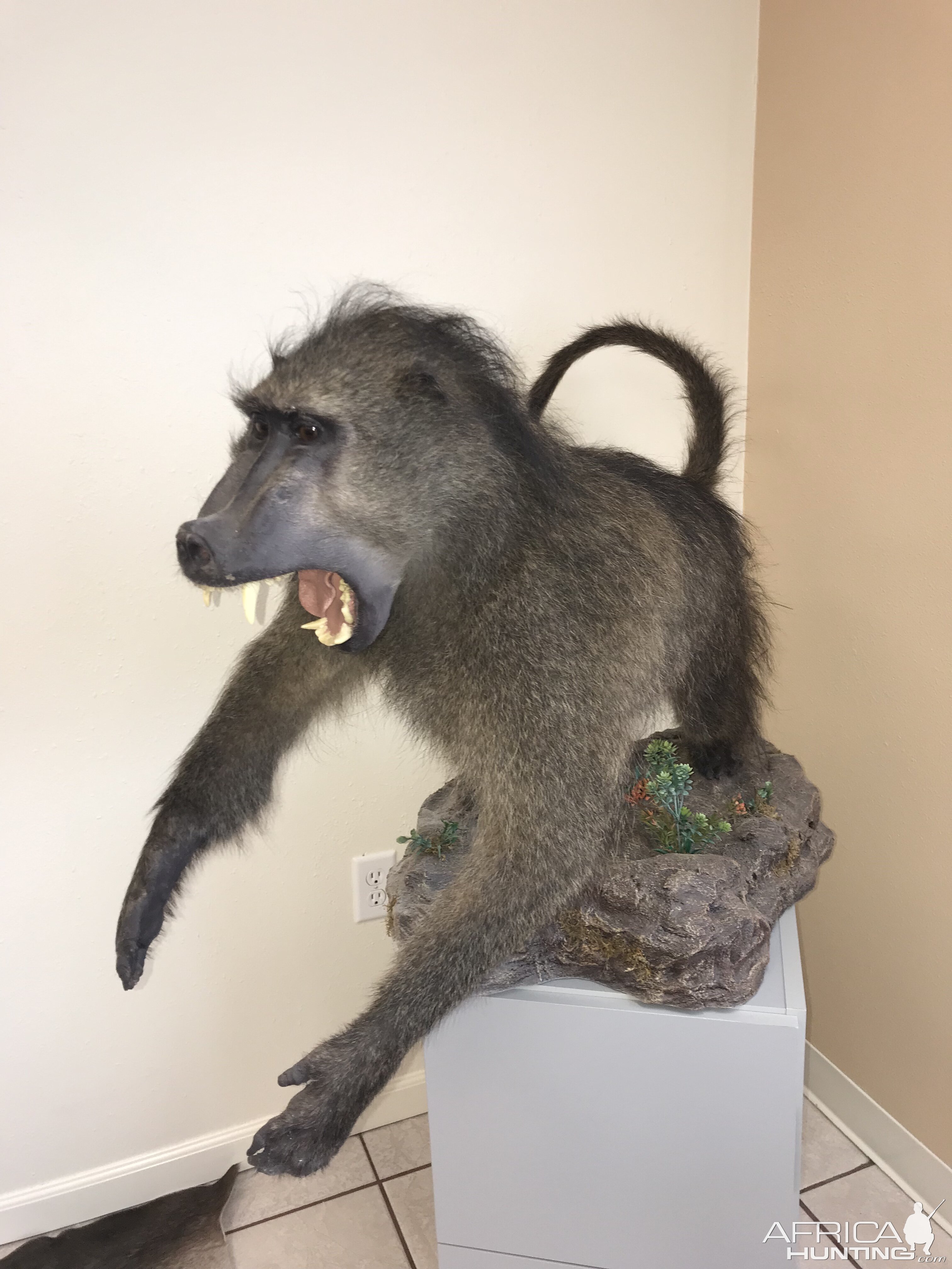 Baboon Full Mount Taxidermy