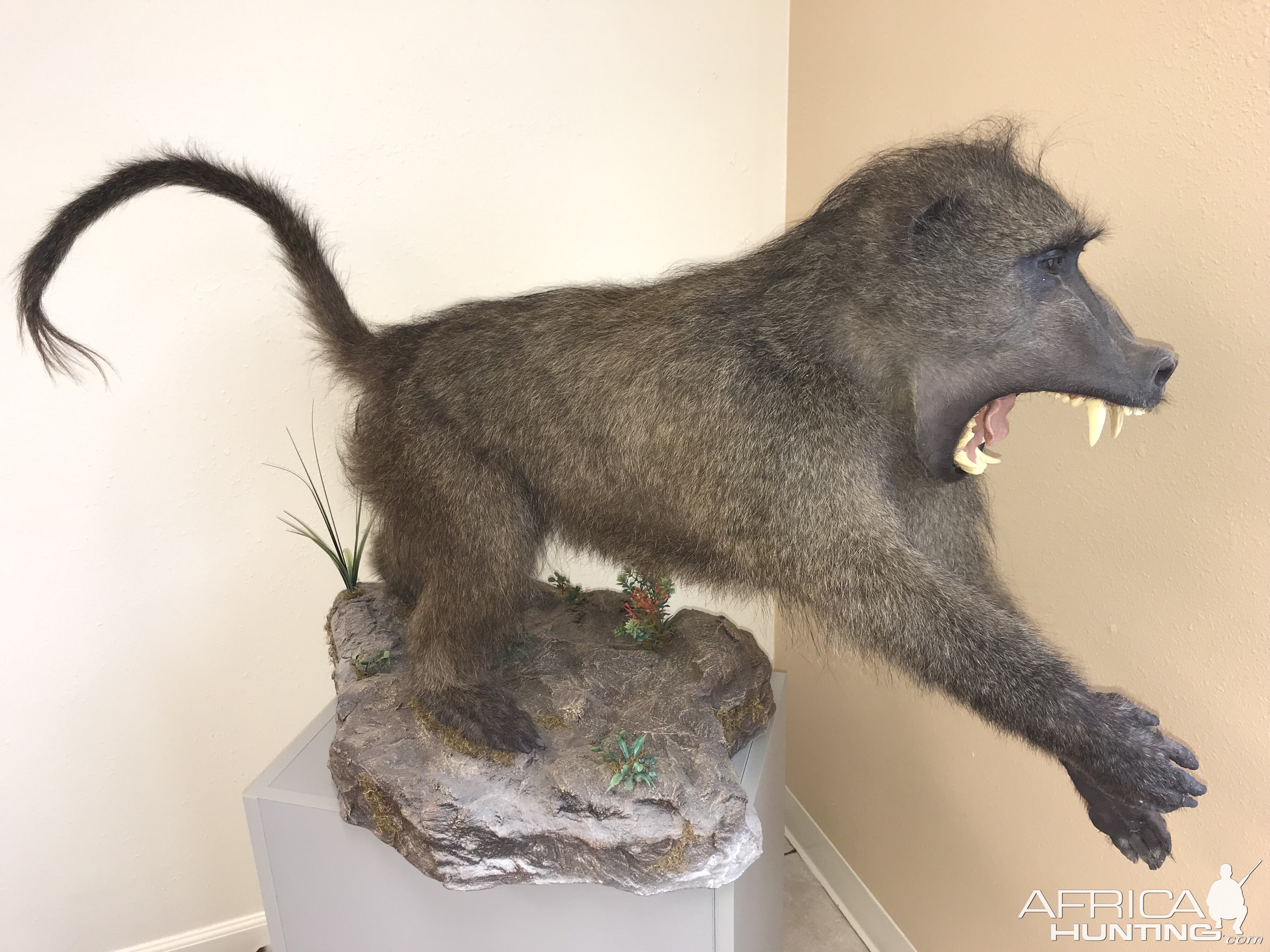 Baboon Full Mount Taxidermy