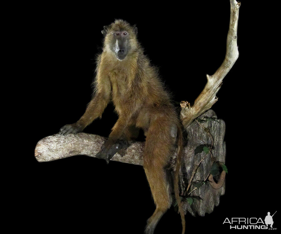 Baboon Full Wall Mount Taxidermy