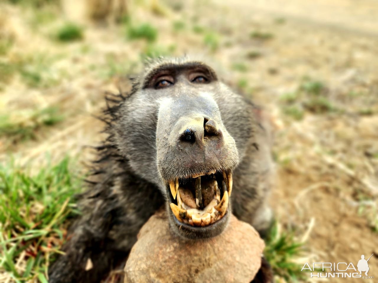 Baboon Hunt Eastern Cape South Africa