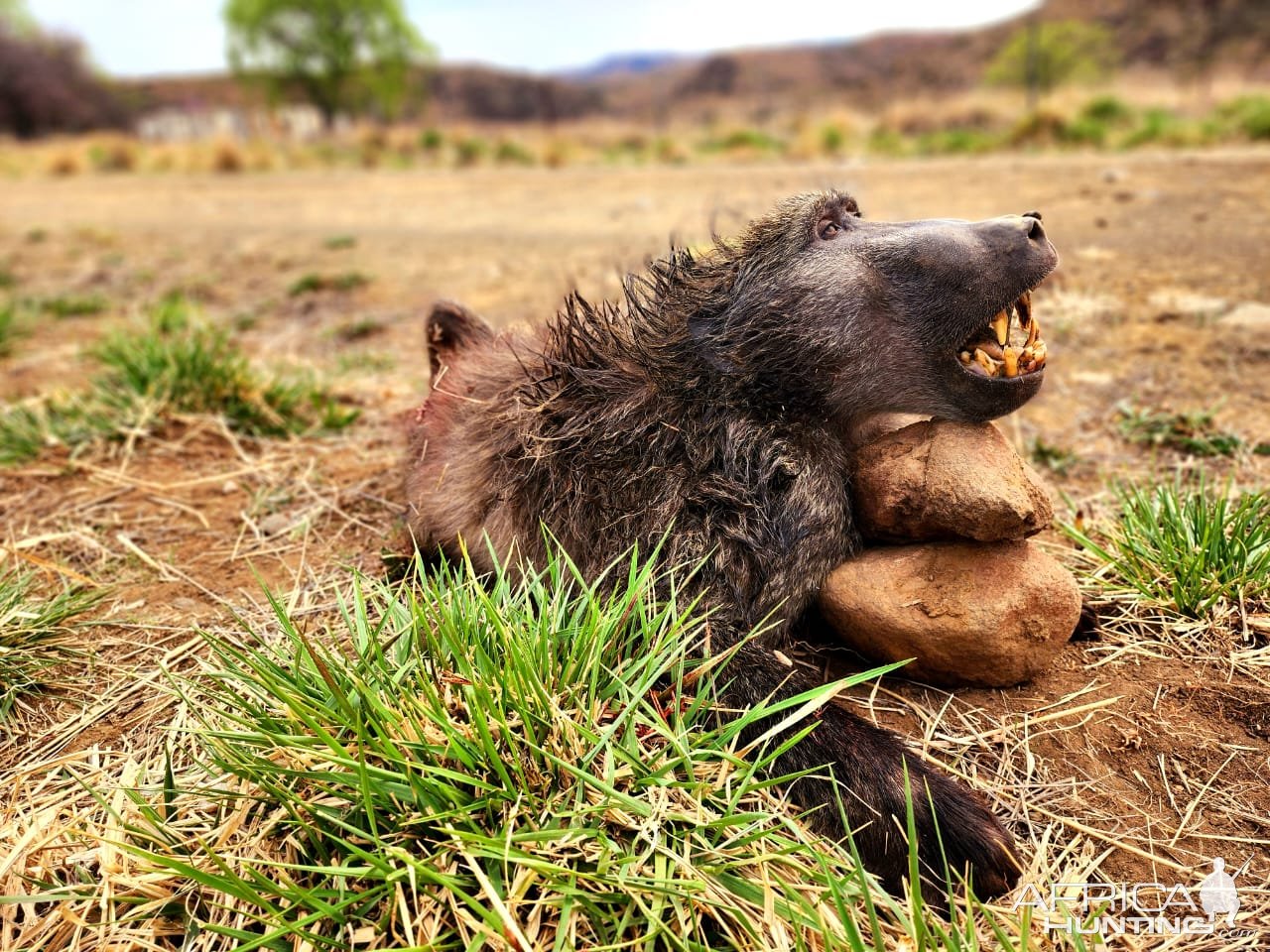 Baboon Hunt Eastern Cape South Africa