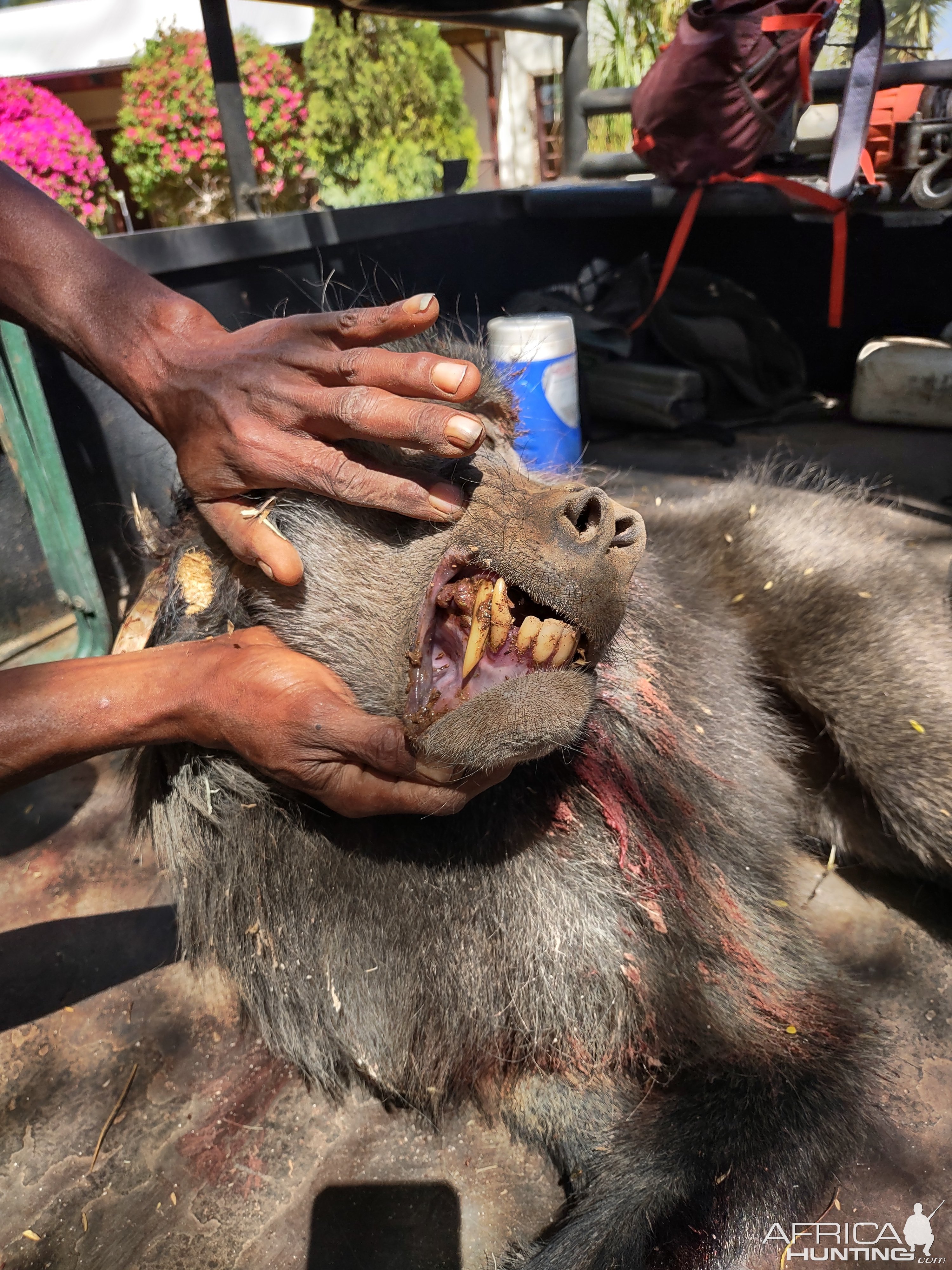 Baboon Hunt Namibia