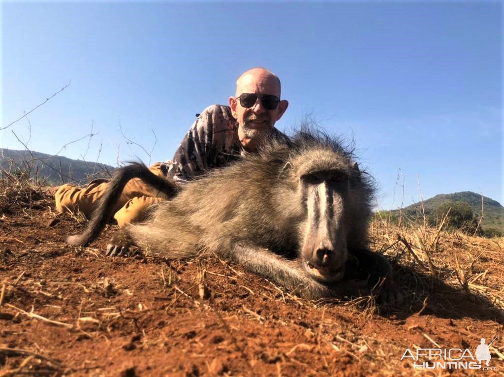 Baboon Hunt South Africa