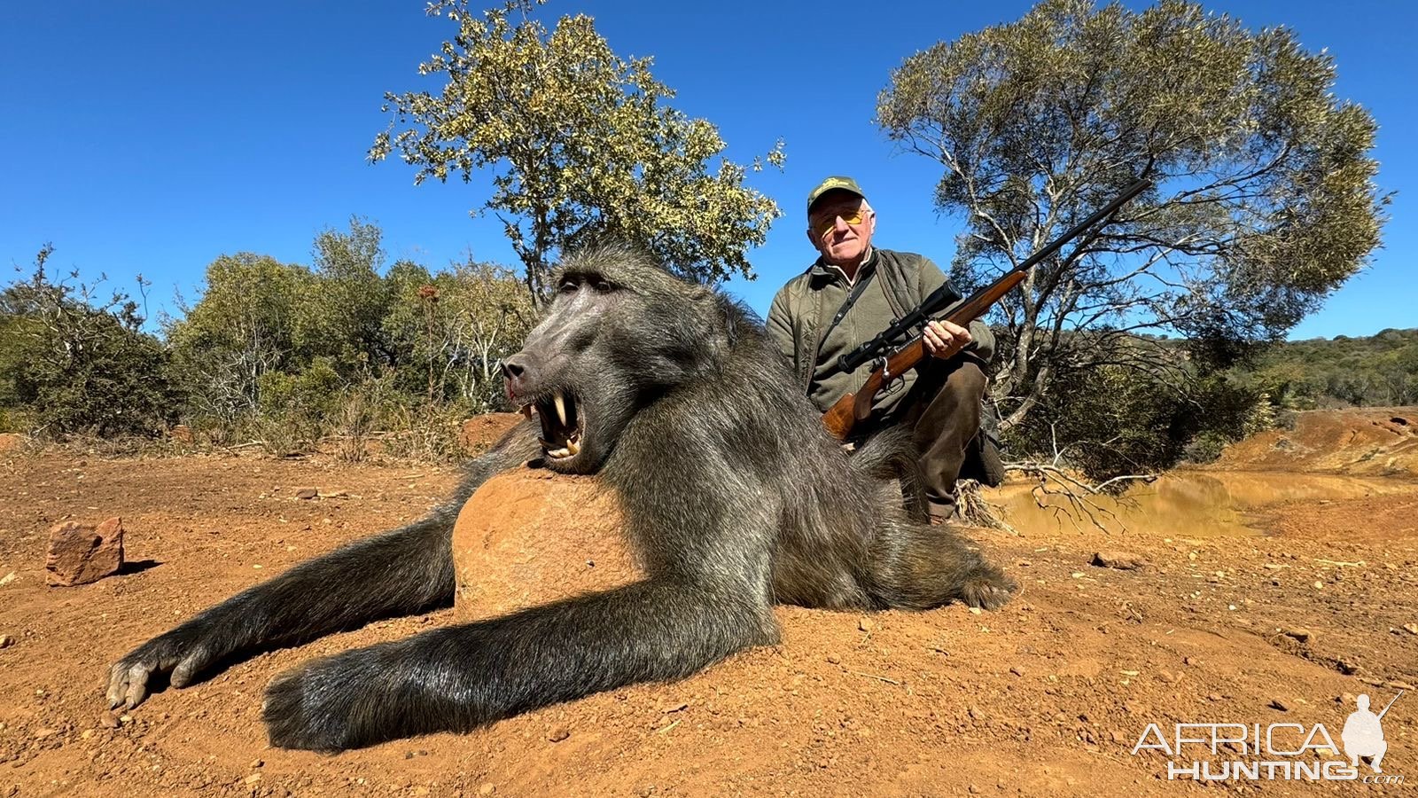 Baboon Hunt South Africa