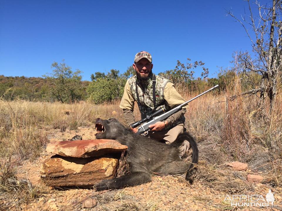 Baboon Hunt South Africa