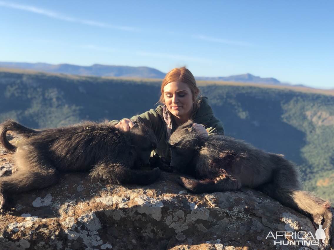 Baboon Hunt South Africa