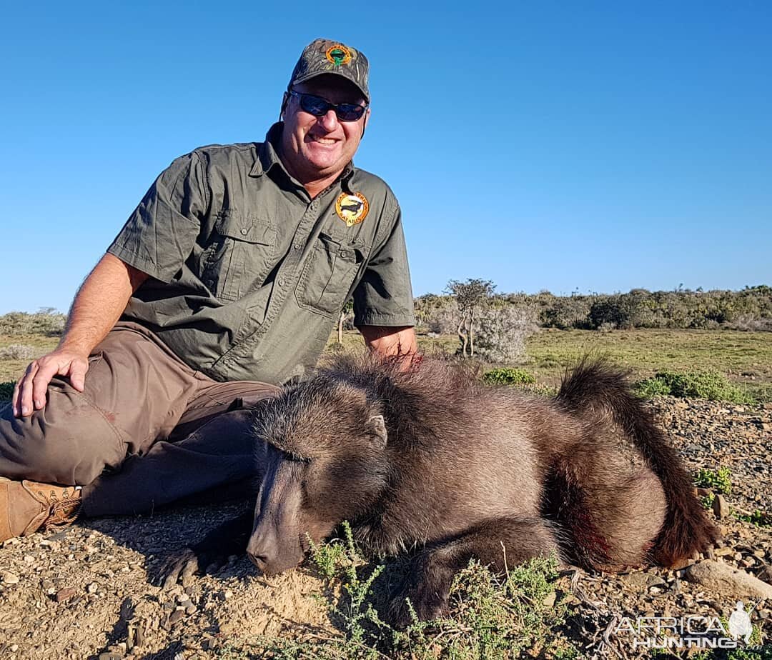 Baboon Hunt South Africa