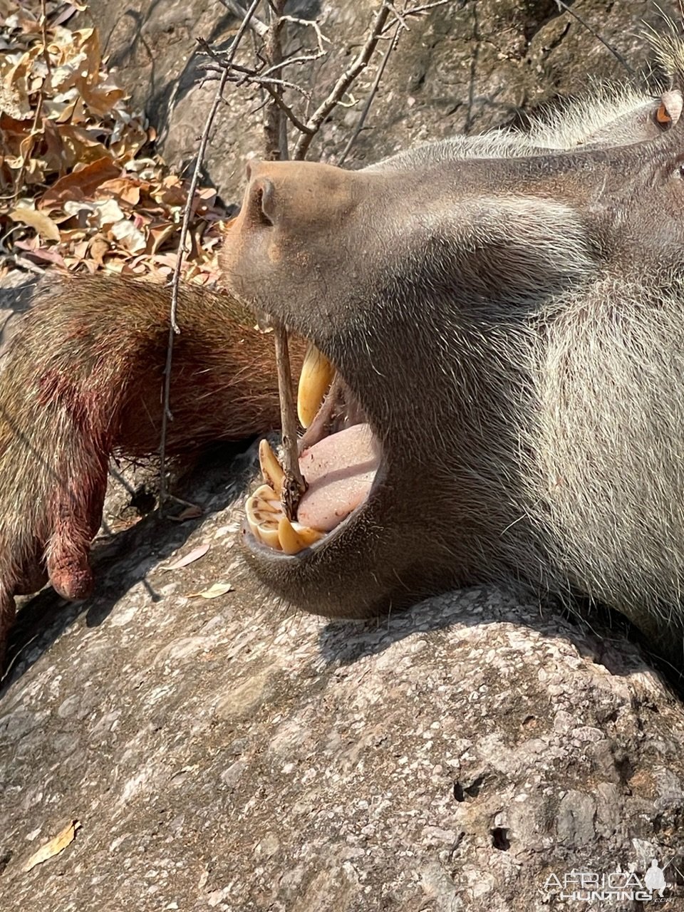 Baboon Hunt Zimbabwe