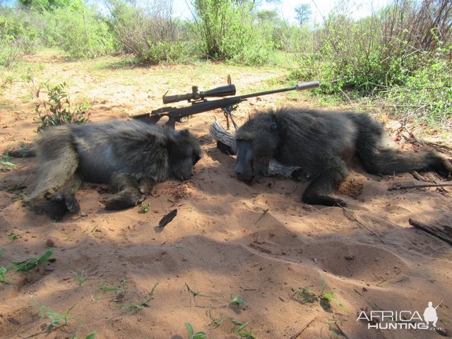 Baboon Hunt