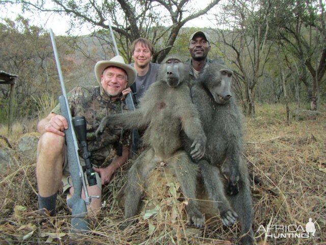 Baboon Hunt