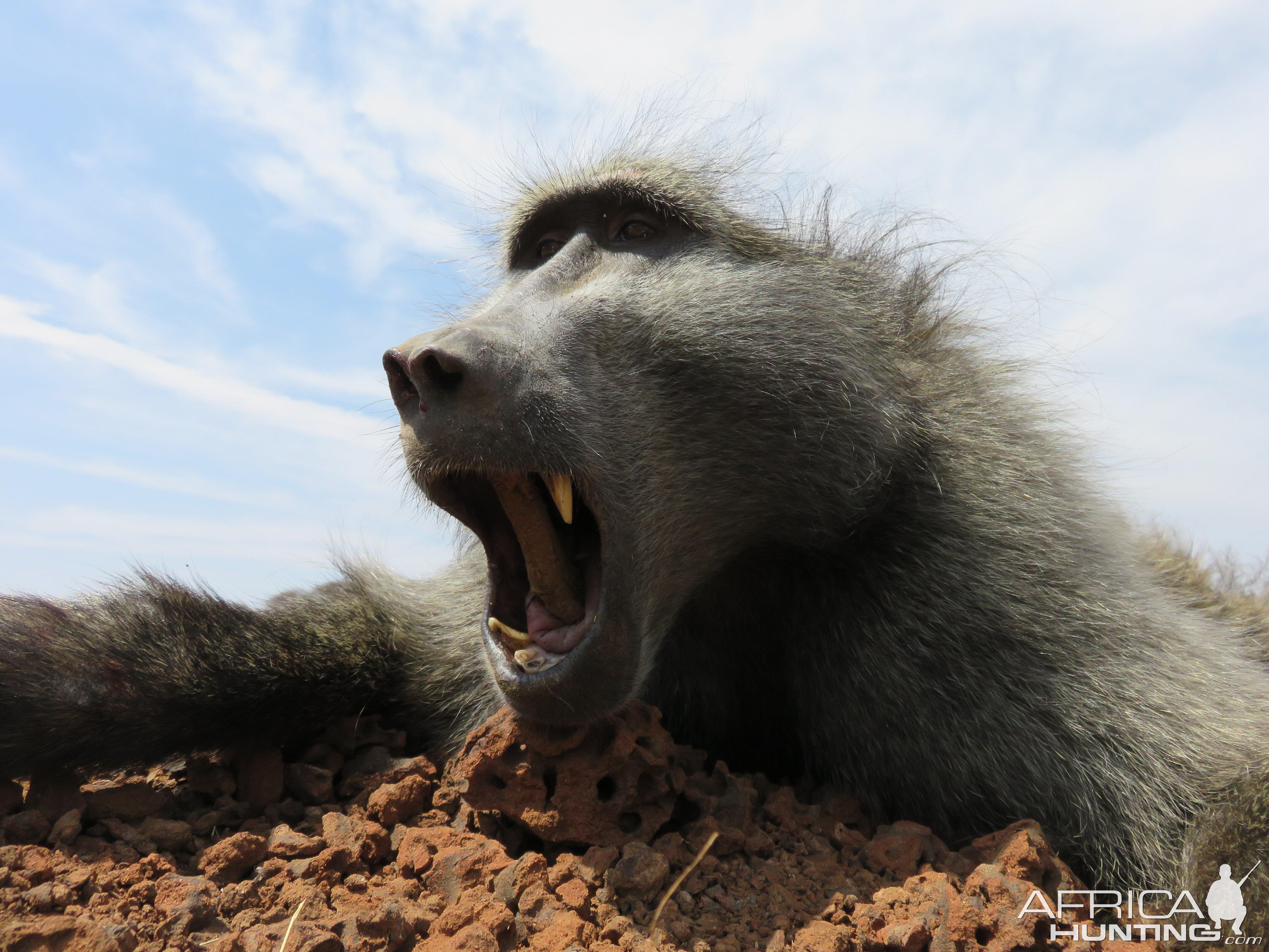 Baboon Hunting in South Africa