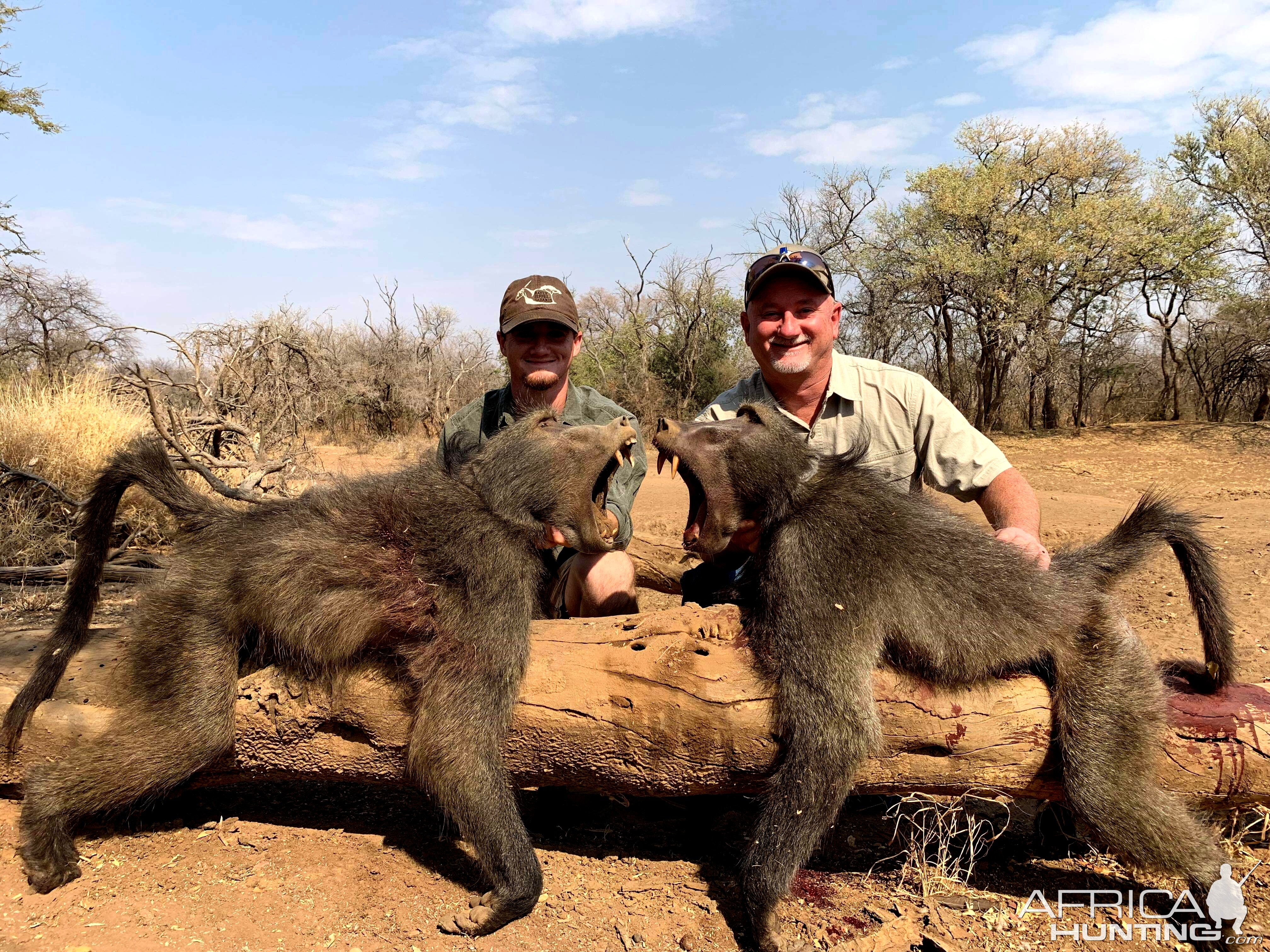 Baboon Hunting South Africa