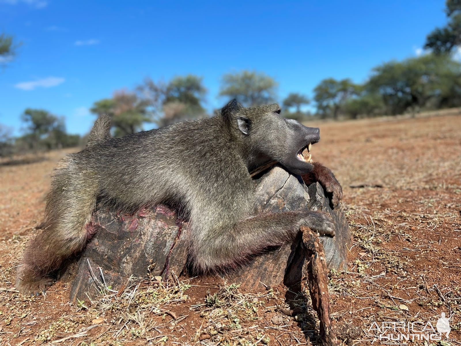 Baboon Hunting South Africa