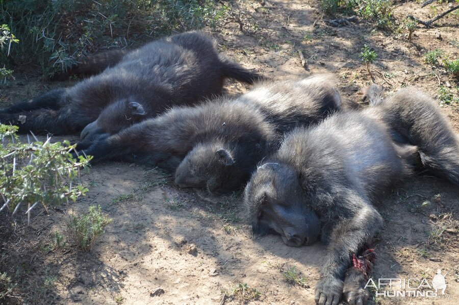 Baboon Hunting South Africa