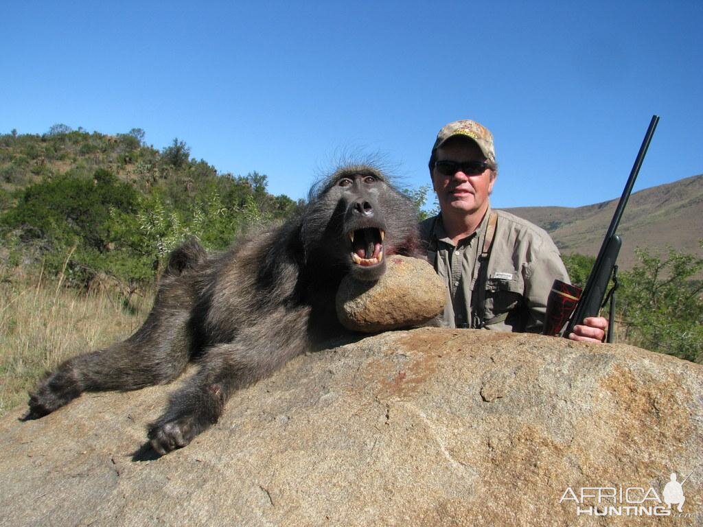 Baboon Hunting South Africa