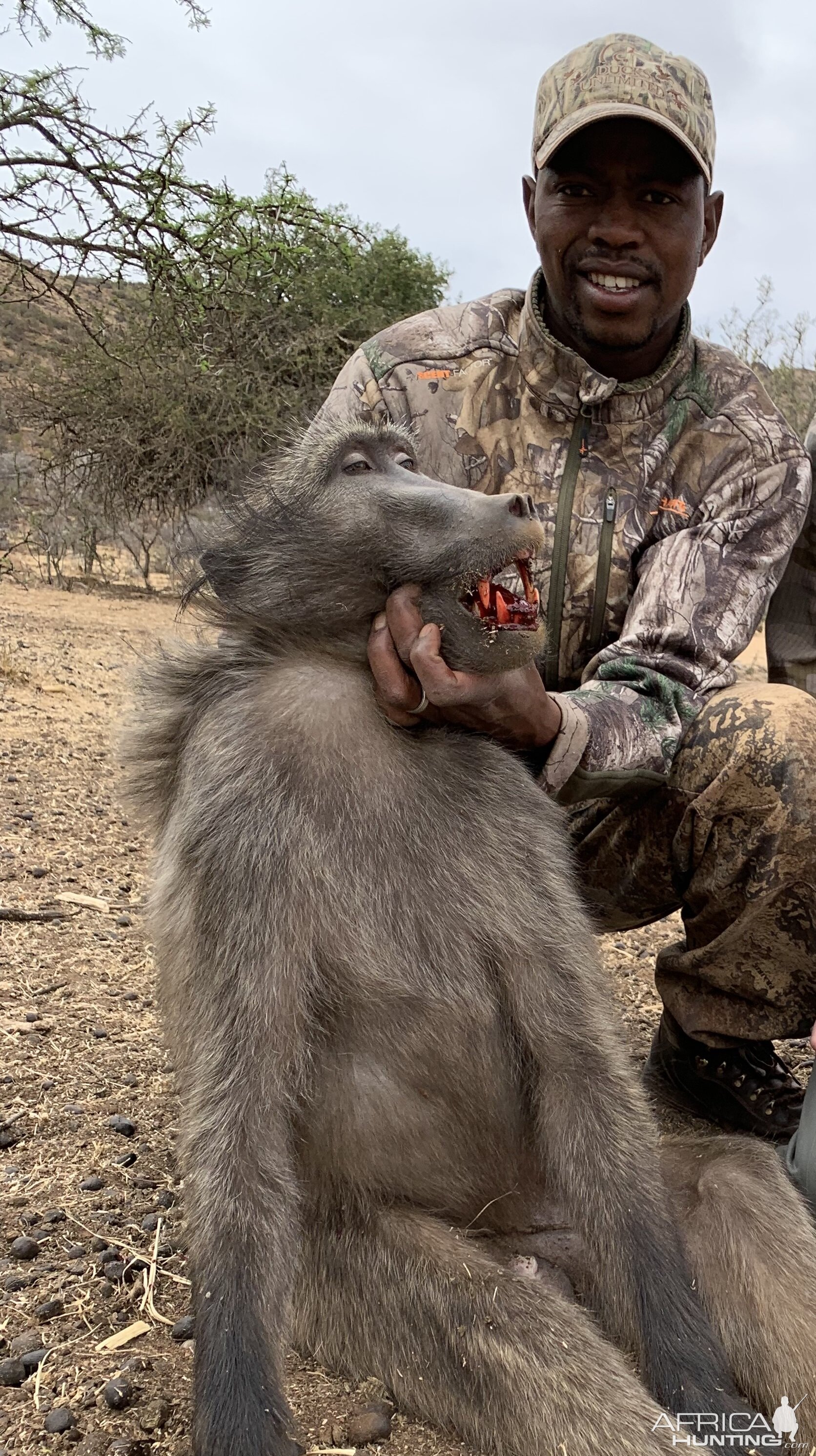 Baboon Hunting South Africa