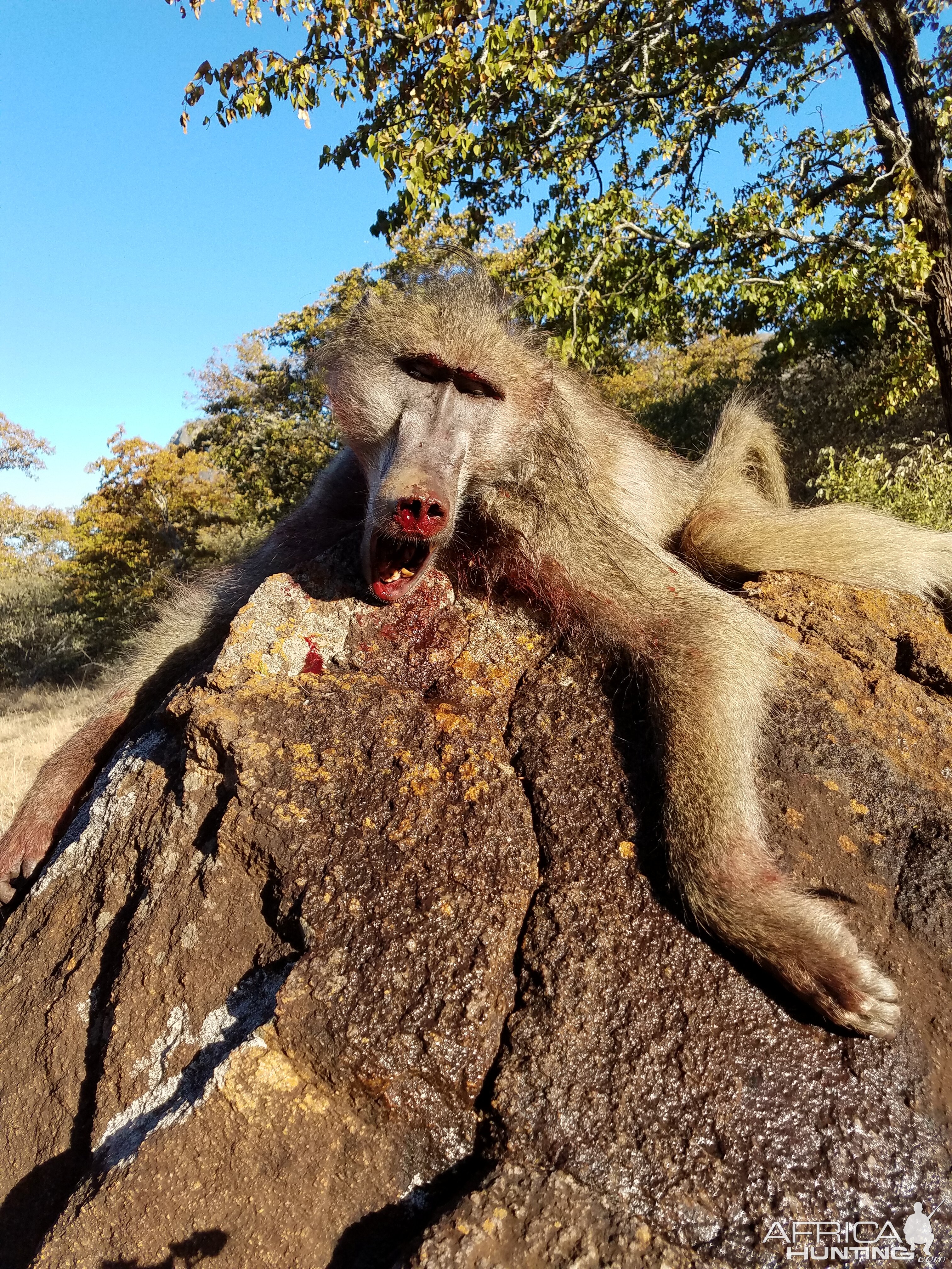 Baboon Hunting Zimbabwe